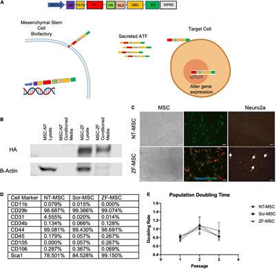 An in vivo Cell-Based Delivery Platform for Zinc Finger Artificial Transcription Factors in Pre-clinical Animal Models